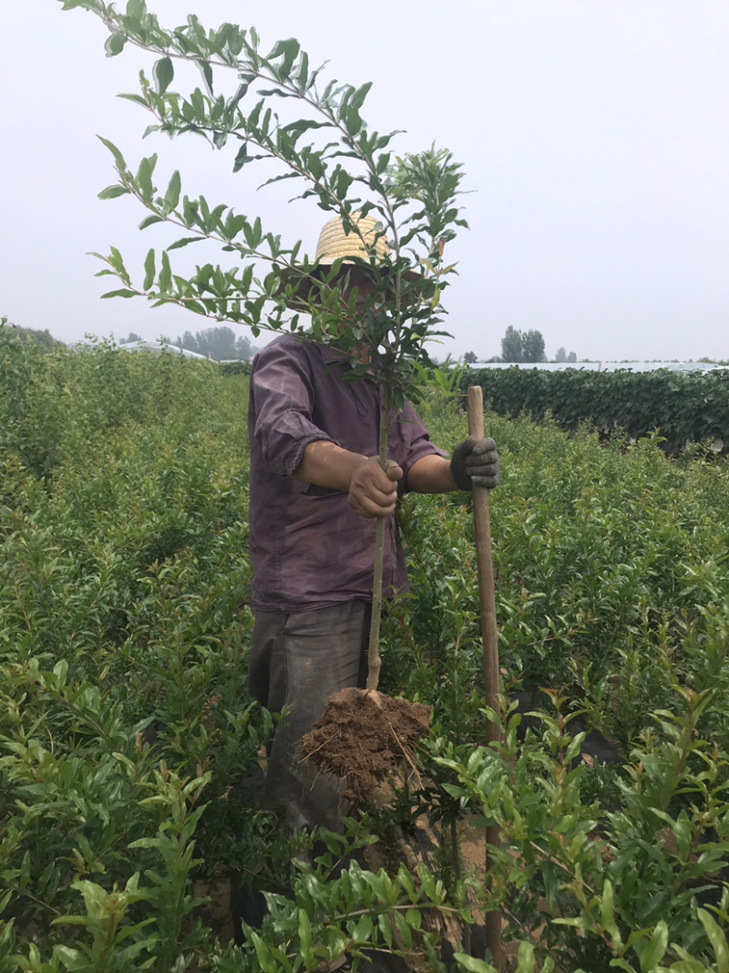 红玛瑙石榴树苗无籽果树苗南方北方种植地栽当年结果苗