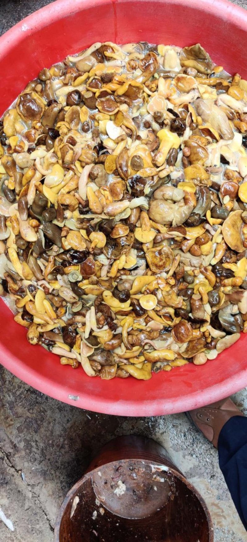 黄牛肝盐渍黄牛肝菌野生菌