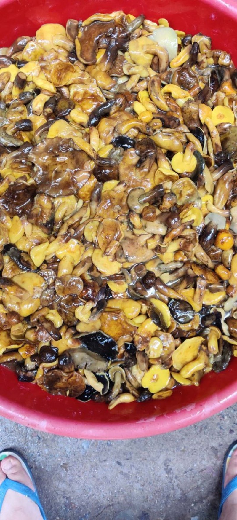 黄牛肝盐渍黄牛肝菌野生菌