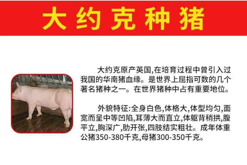 【推荐】高产母猪品种齐全防疫齐全免费送猪到家