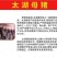 【推荐】高产母猪品种齐全防疫齐全免费送猪到家