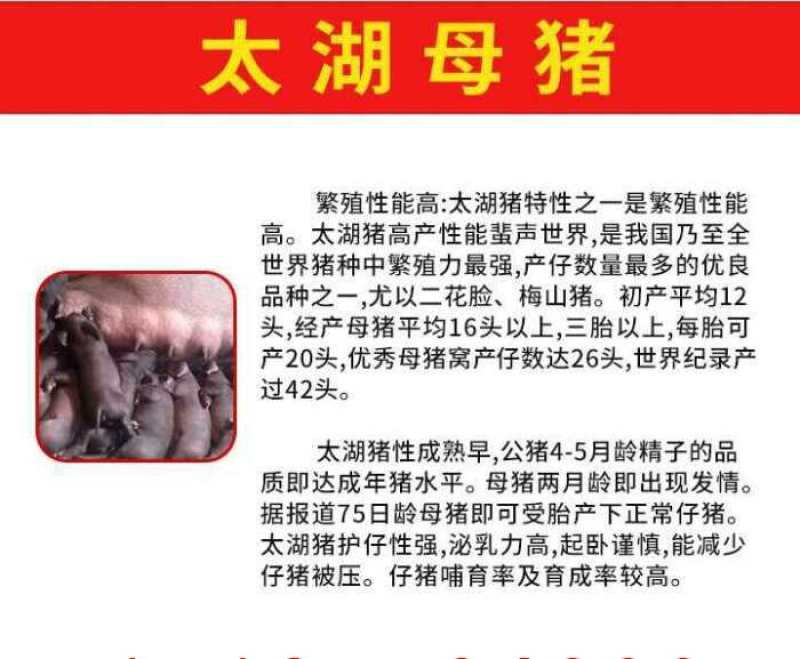 【推荐】高产母猪品种齐全防疫齐全免费送猪到家