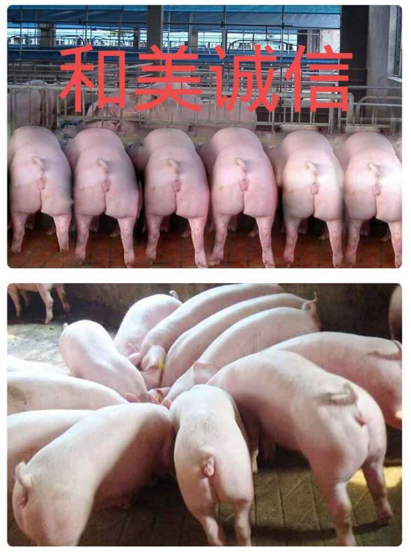 【推荐】高产母猪品种齐全防疫齐全免费送猪到家