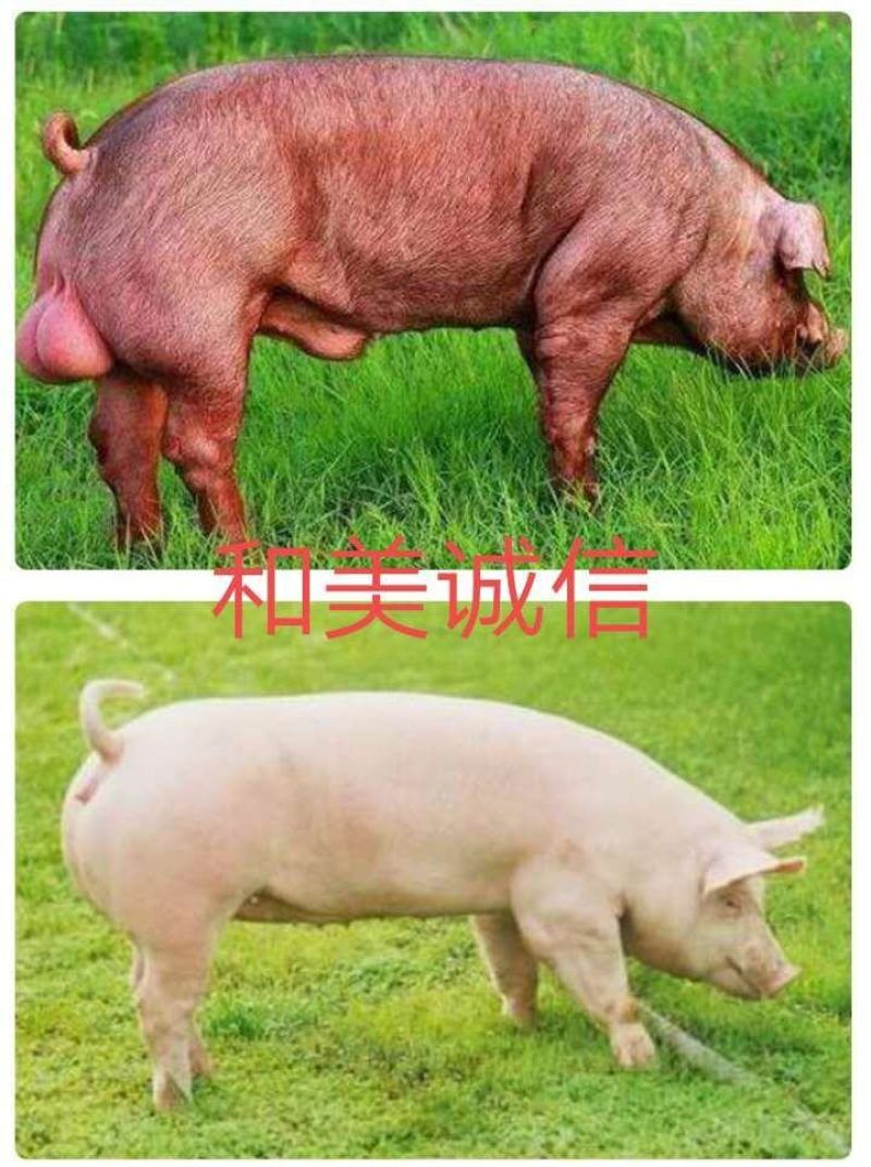 【推荐】高产母猪品种齐全防疫齐全免费送猪到家
