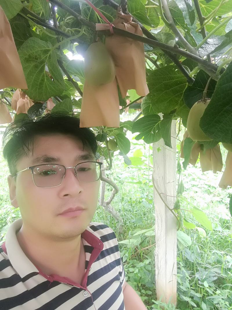 【徐香猕猴桃】专业代办，产地直发，量大价格好谈，欢迎咨询