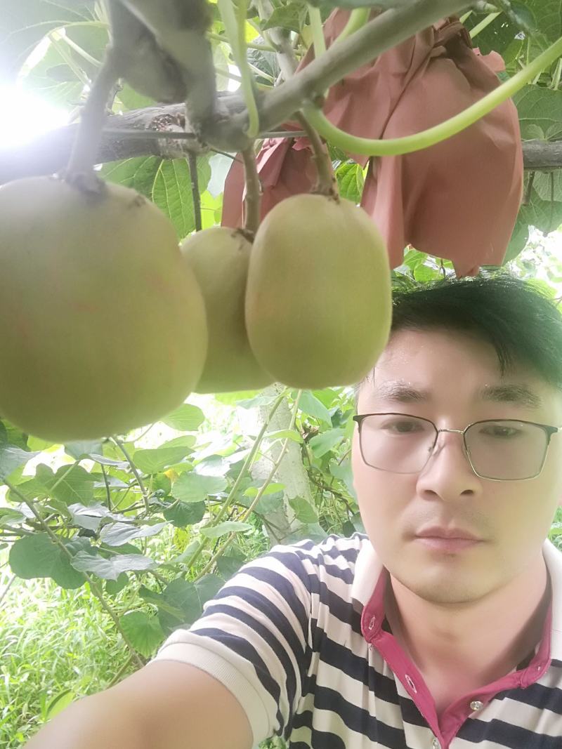 【徐香猕猴桃】专业代办，产地直发，量大价格好谈，欢迎咨询