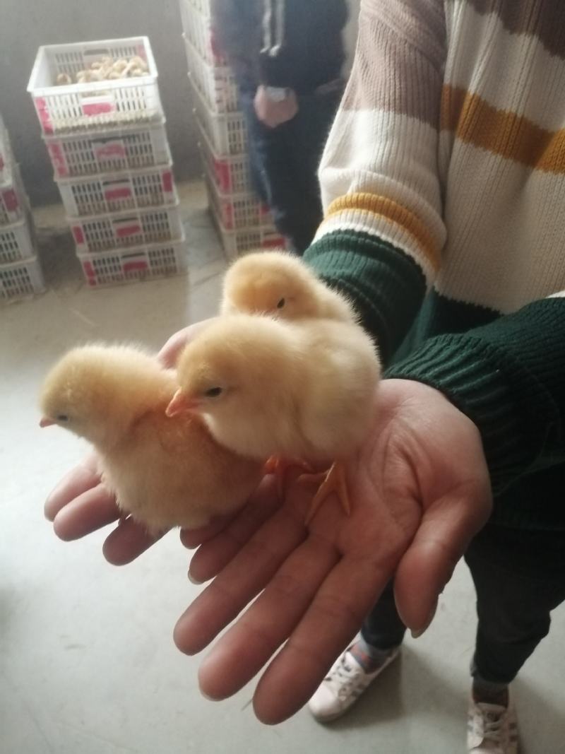 [推荐]白羽鸡，厂家现货，品种优品，包运输，包成活率
