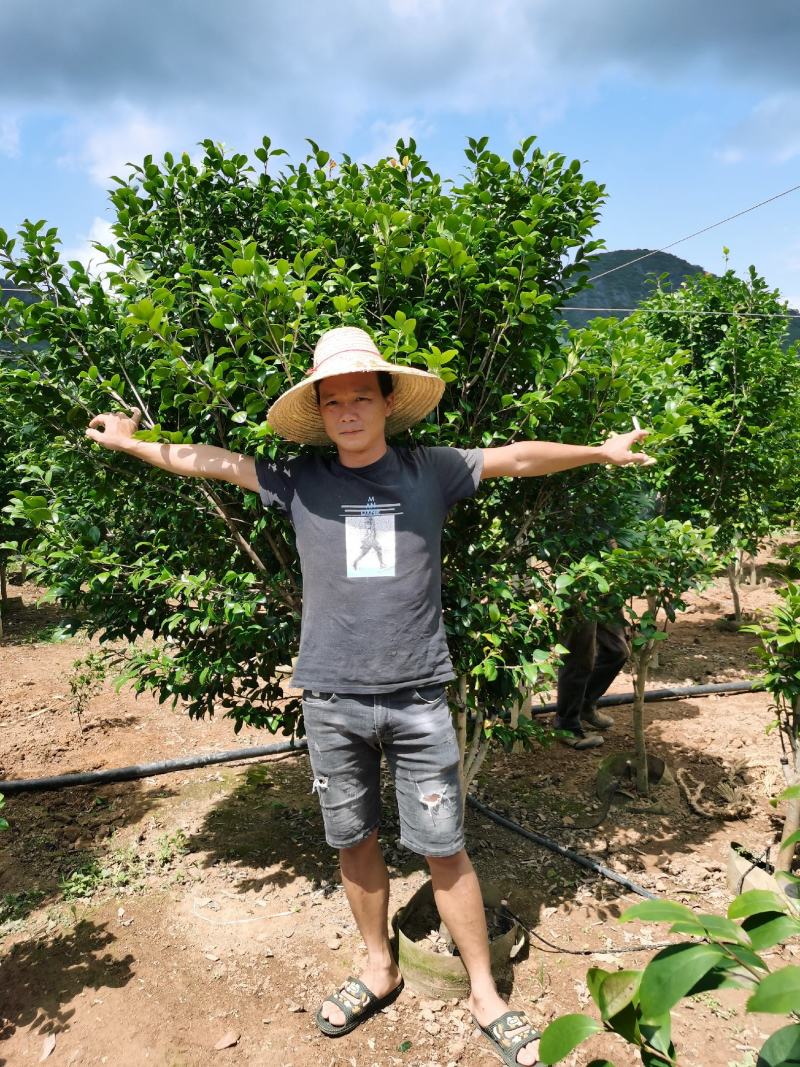 茶花树5一10公分，各种规格都有。