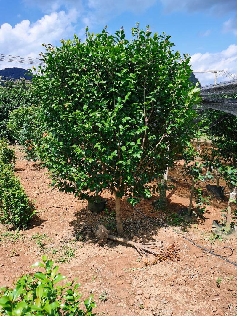 茶花树5一10公分，各种规格都有。