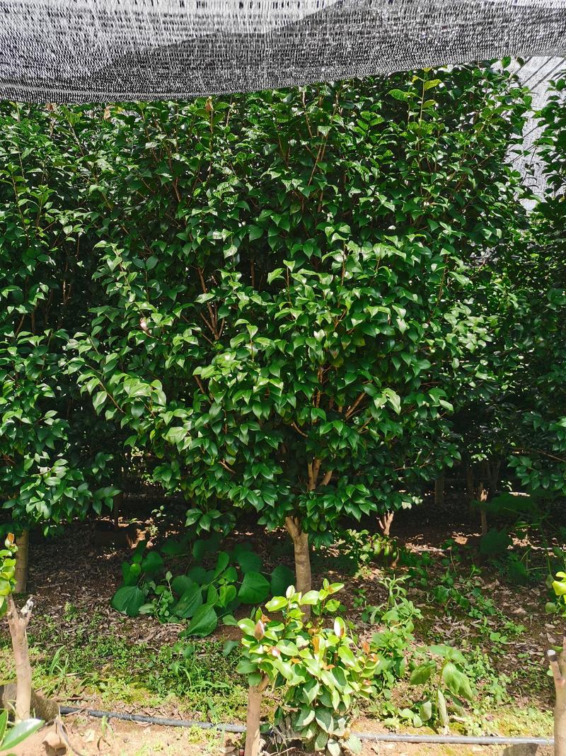 茶花树5一10公分，各种规格都有。