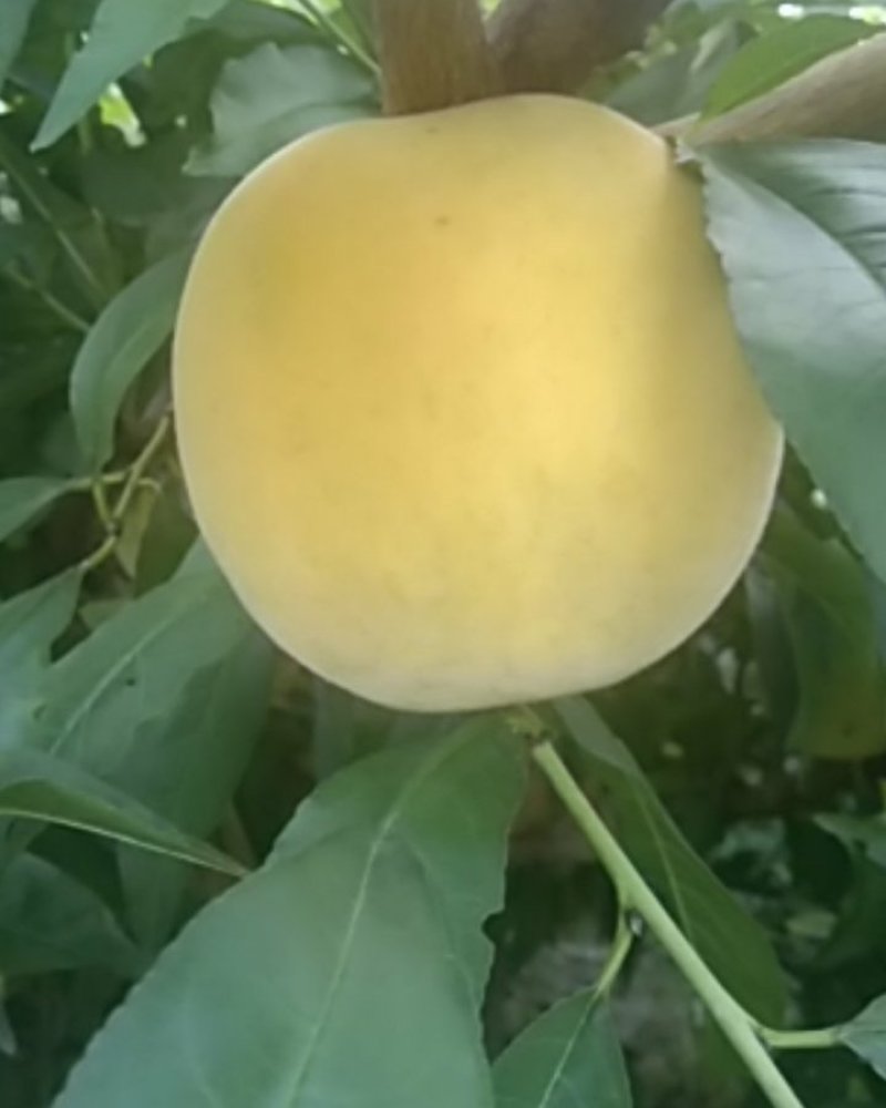 黄桃，黄金密桃锦绣黄桃
