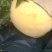 黄桃，黄金密桃锦绣黄桃