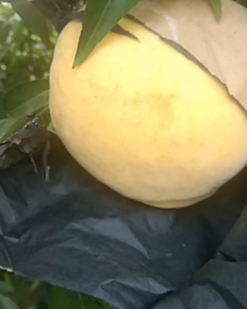 黄桃，黄金密桃锦绣黄桃