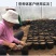 营养杯营养钵育苗杯黑色营养袋育苗袋播种植塑料育苗盆包邮