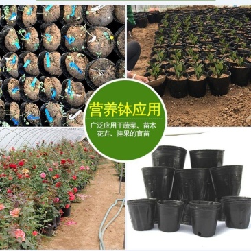 营养杯营养钵育苗杯黑色营养袋育苗袋播种植塑料育苗盆包邮