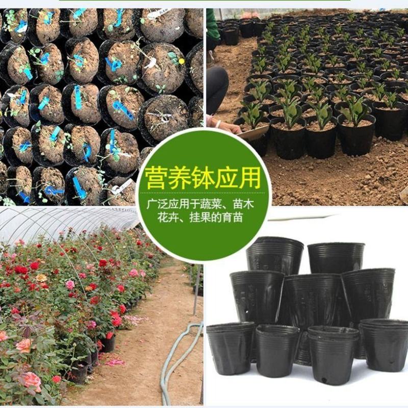 营养杯营养钵育苗杯黑色营养袋育苗袋播种植塑料育苗盆包邮