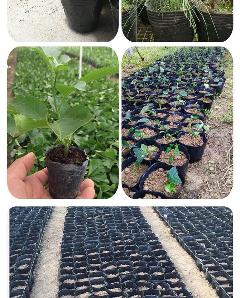 营养杯营养钵育苗杯黑色营养袋育苗袋播种植塑料育苗盆包邮
