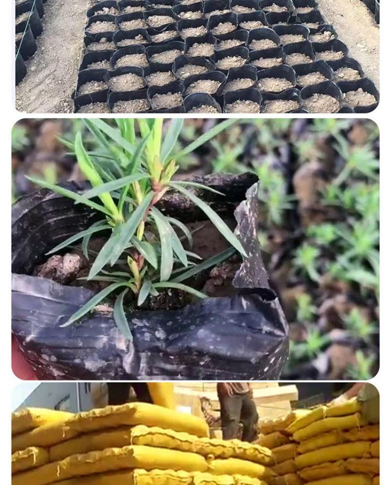 营养杯营养钵育苗杯黑色营养袋育苗袋播种植塑料育苗盆包邮