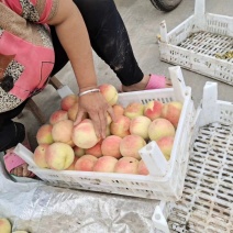 永连蜜大量上市，价格美丽！