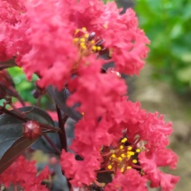 红花紫薇小苗，国旗红红叶紫薇，等小苗