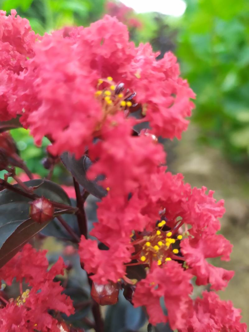 红花紫薇小苗，国旗红红叶紫薇，等小苗