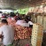 纸袋绿化九晚绿化九水蜜桃大量成熟上市，口感好，颜色好！