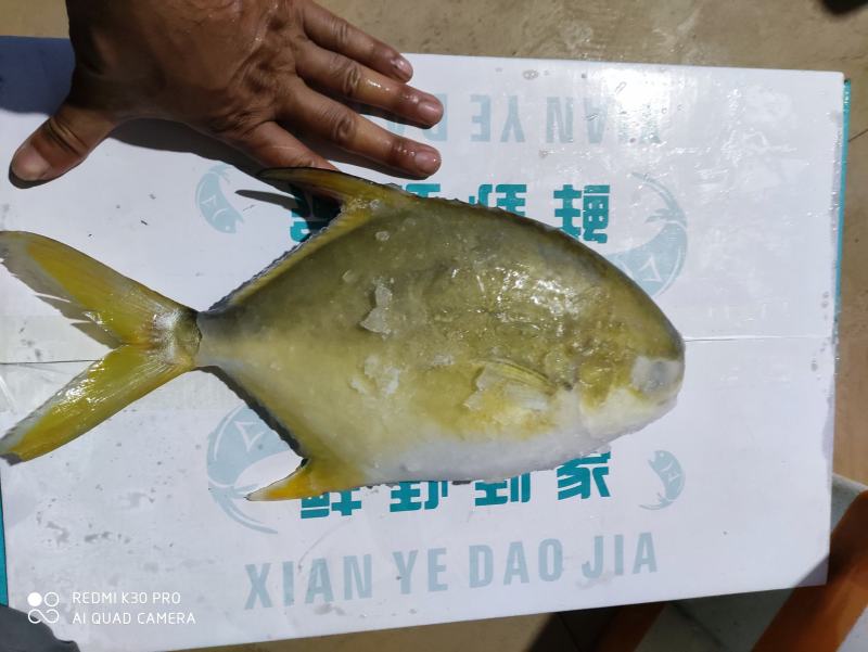 金鲳鱼网箱鱼塘都有坐标北海