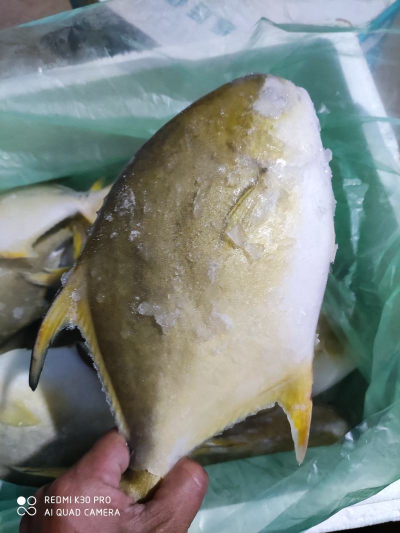金鲳鱼网箱鱼塘都有坐标北海