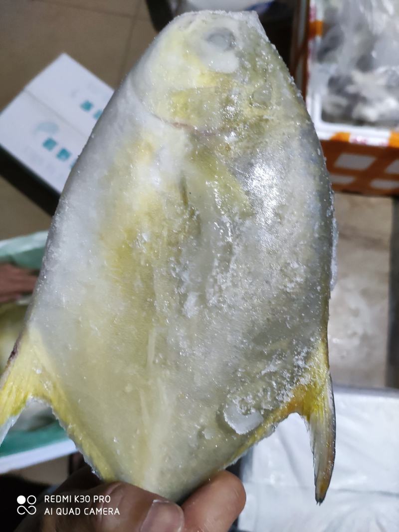 金鲳鱼网箱鱼塘都有坐标北海