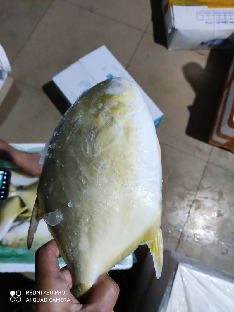 金鲳鱼网箱鱼塘都有坐标北海