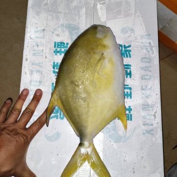 金鲳鱼网箱鱼塘都有坐标北海