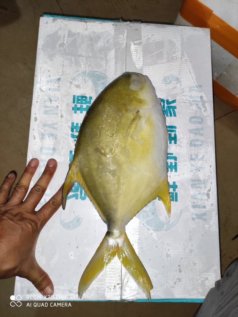 金鲳鱼网箱鱼塘都有坐标北海