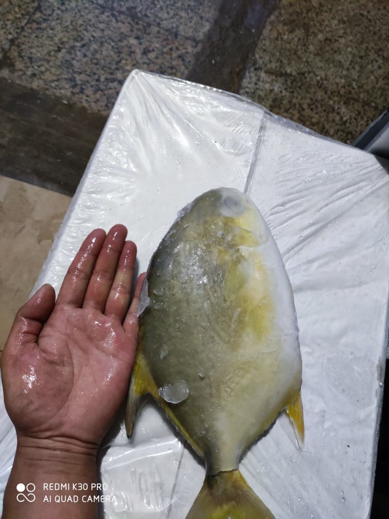 金鲳鱼网箱鱼塘都有坐标北海