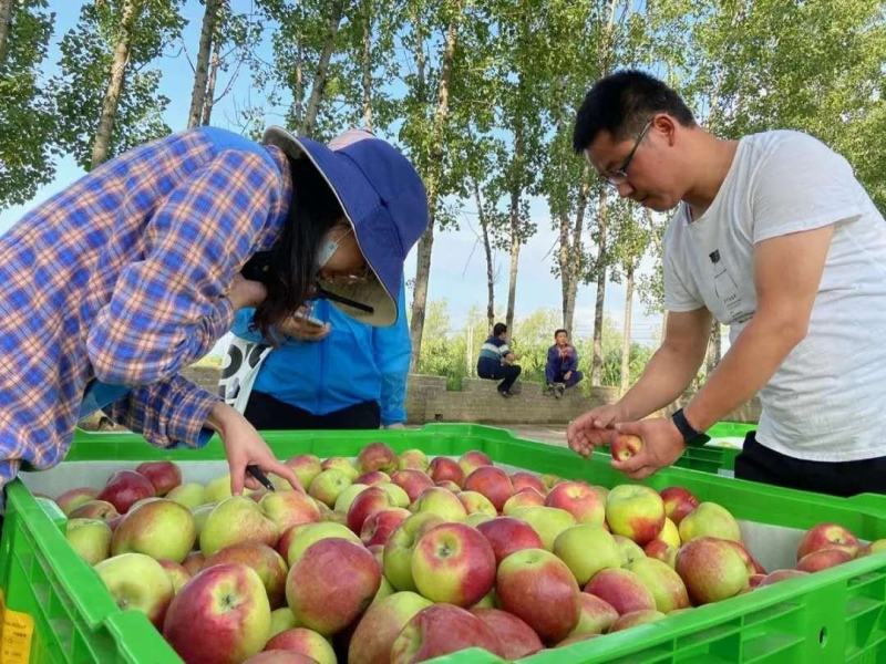 陕西高原华硕苹果，个头大75起步，80以上的果子占比90