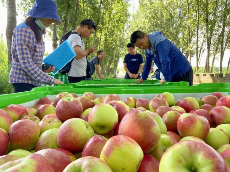 陕西高原华硕苹果，个头大75起步，80以上的果子占比90