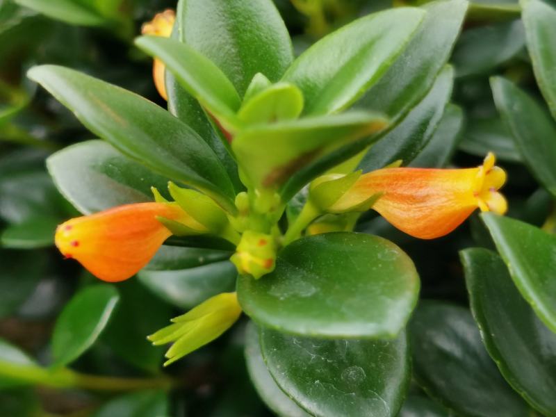 金鱼吊兰金鱼花观花绿色植物
