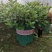 金鱼吊兰金鱼花观花绿色植物