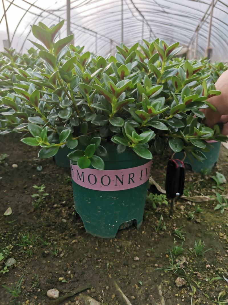 金鱼吊兰金鱼花观花绿色植物