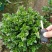金鱼吊兰金鱼花观花绿色植物
