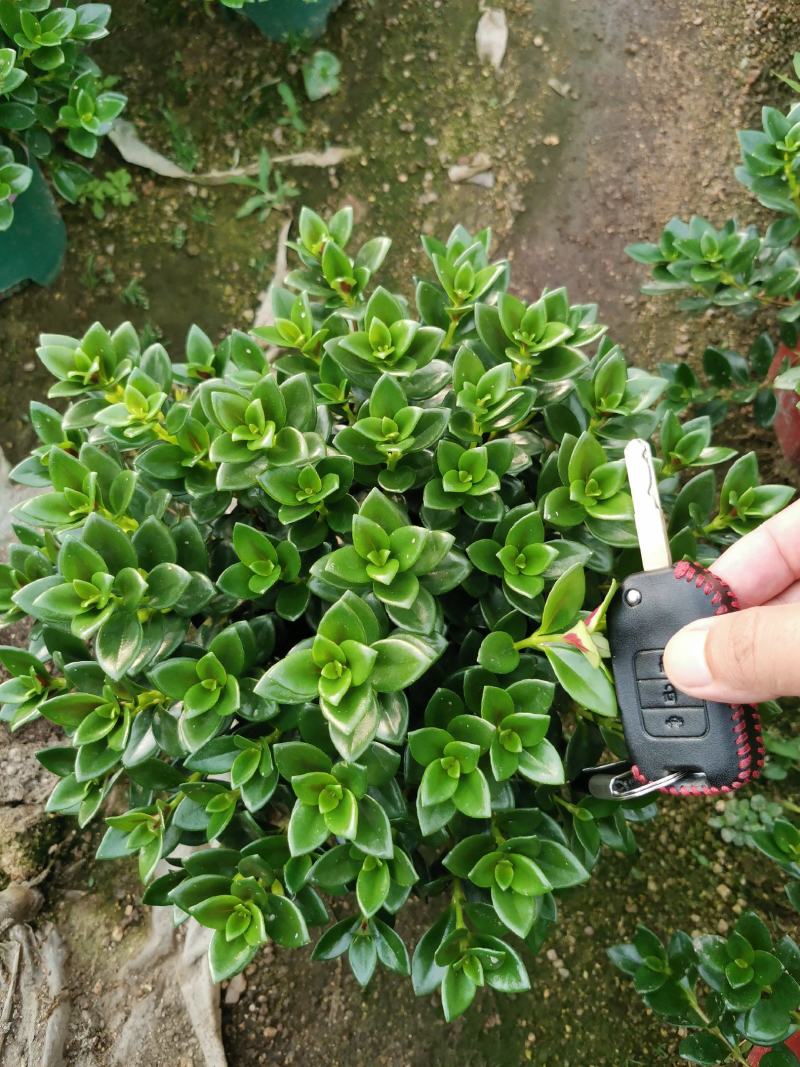 金鱼吊兰金鱼花观花绿色植物