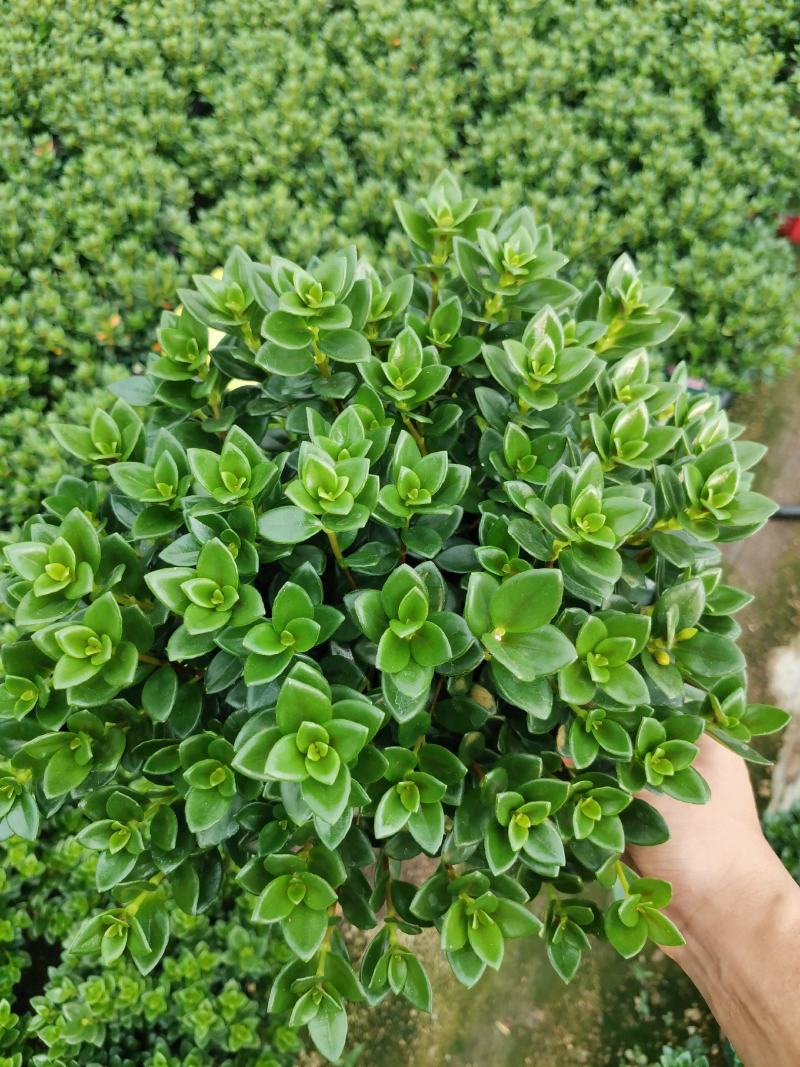 金鱼吊兰金鱼花观花绿色植物