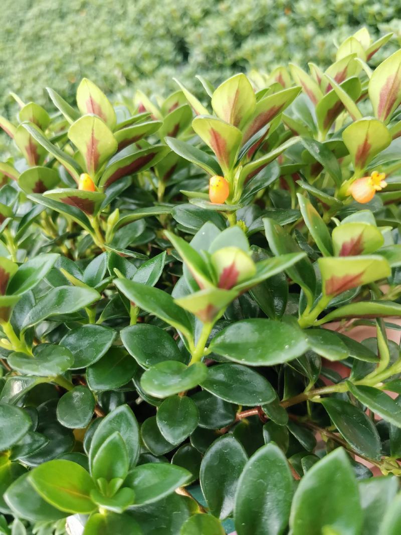 金鱼吊兰金鱼花观花绿色植物