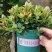 金鱼吊兰金鱼花观花绿色植物