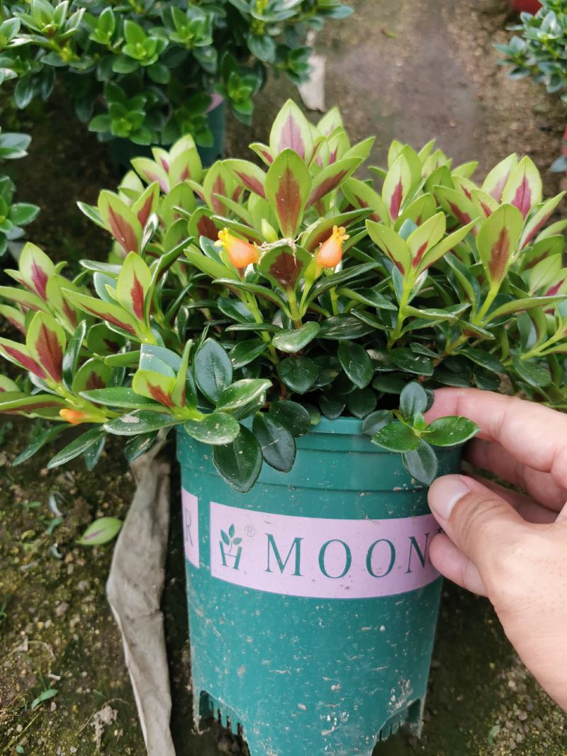 金鱼吊兰金鱼花观花绿色植物