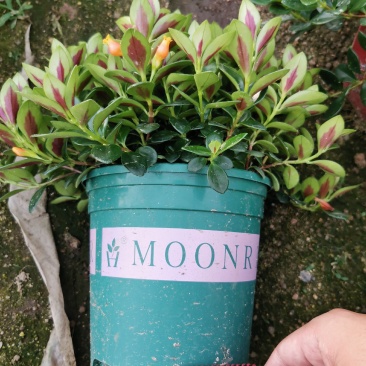 金鱼吊兰金鱼花观花绿色植物