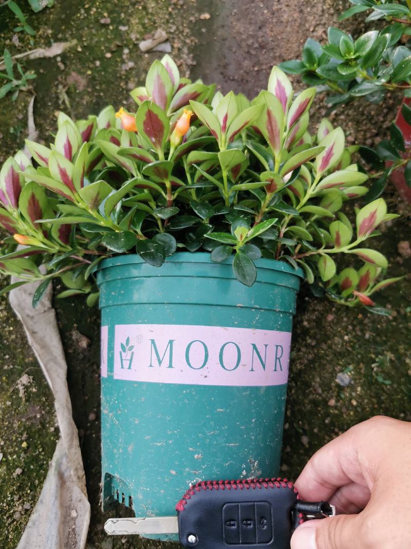 金鱼吊兰金鱼花观花绿色植物