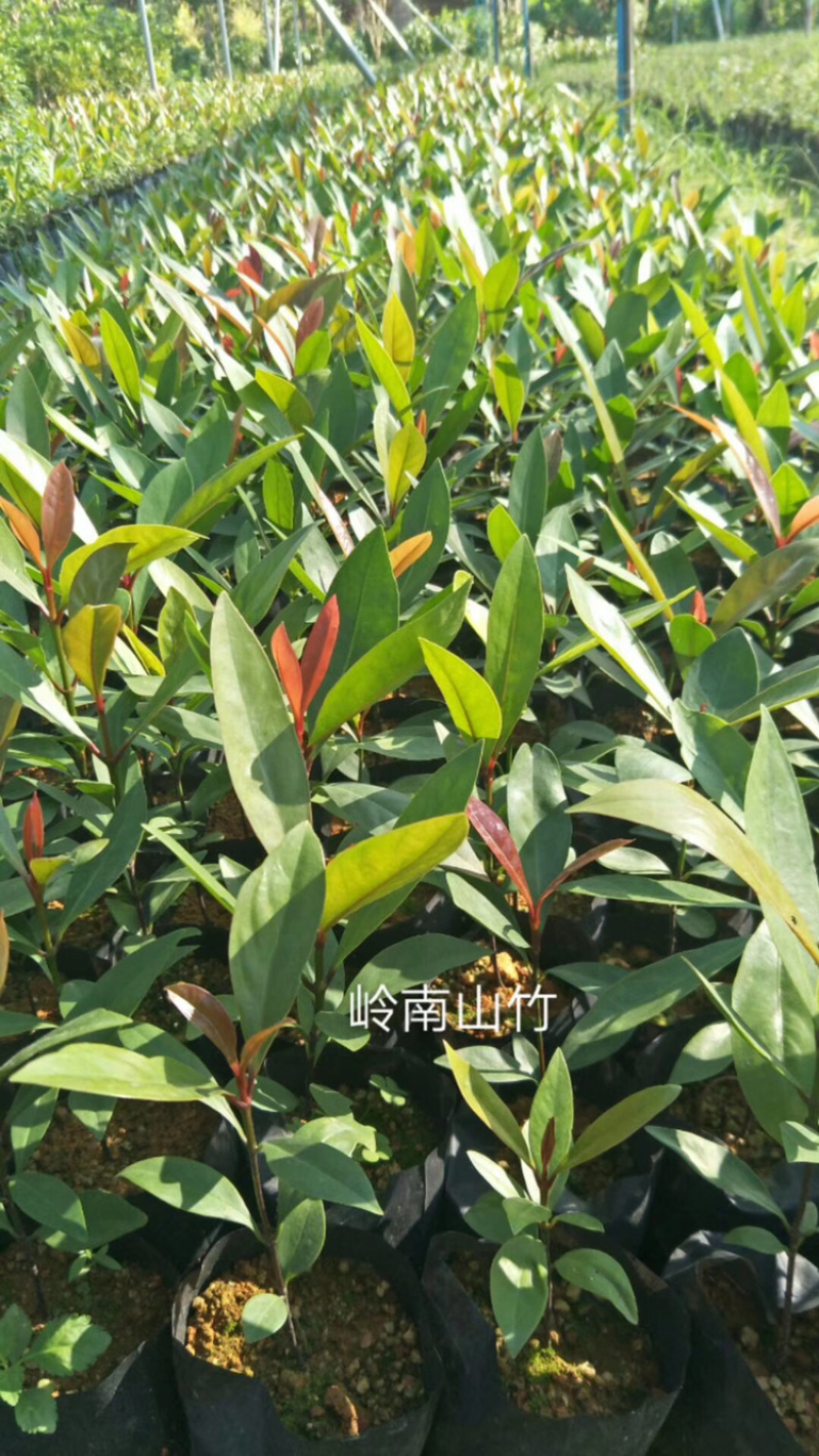 山竹苗岭南山竹竹果罗蒙树黄牙桔竹节果海南山竹子树苗
