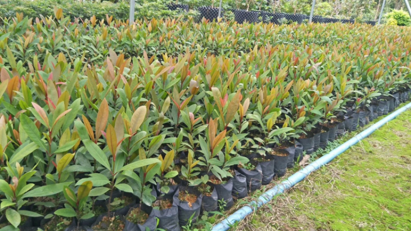 山竹苗岭南山竹竹果罗蒙树黄牙桔竹节果海南山竹子树苗