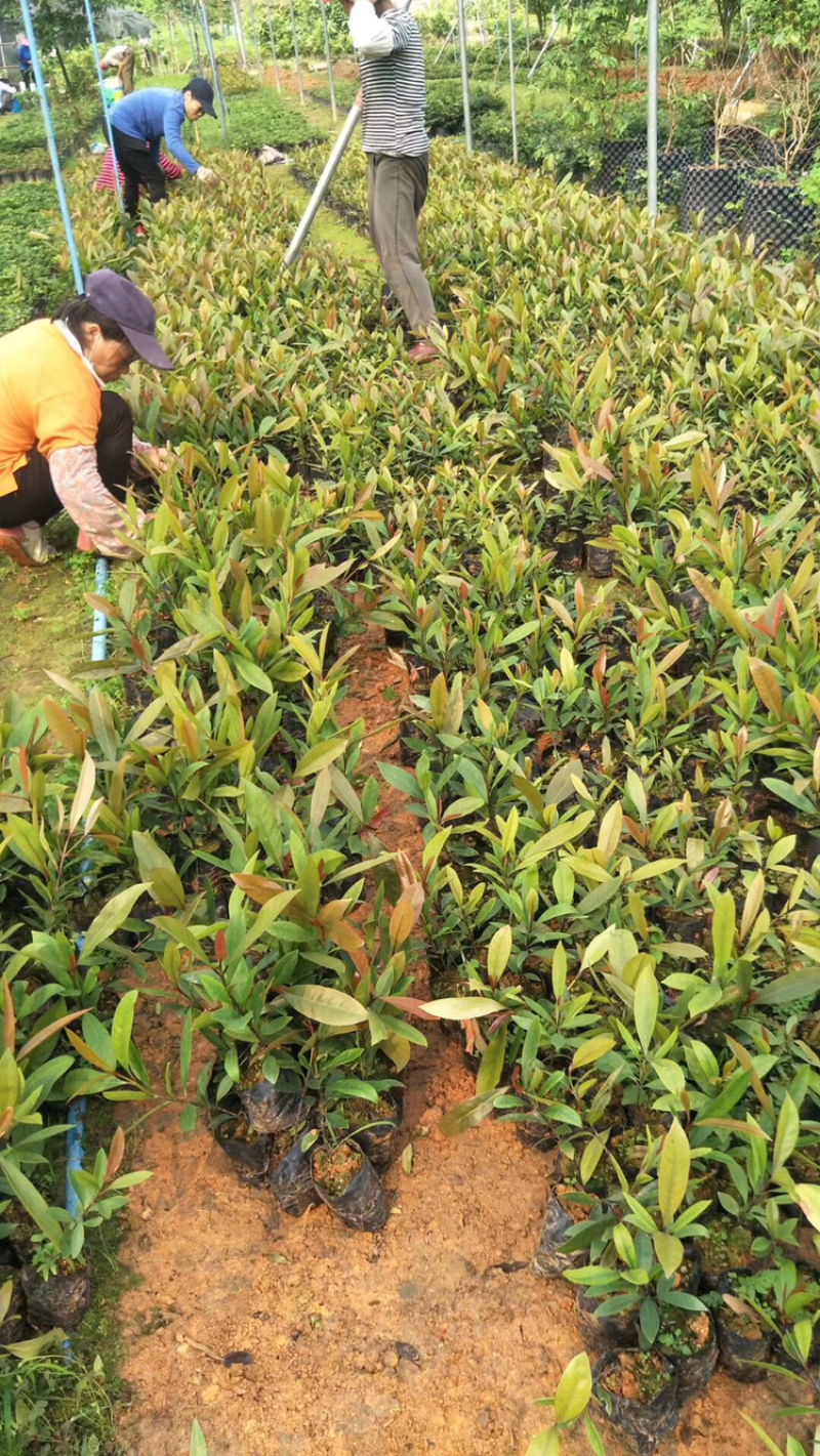 山竹苗岭南山竹竹果罗蒙树黄牙桔竹节果海南山竹子树苗