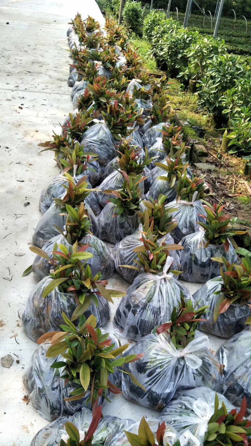 山竹苗岭南山竹竹果罗蒙树黄牙桔竹节果海南山竹子树苗